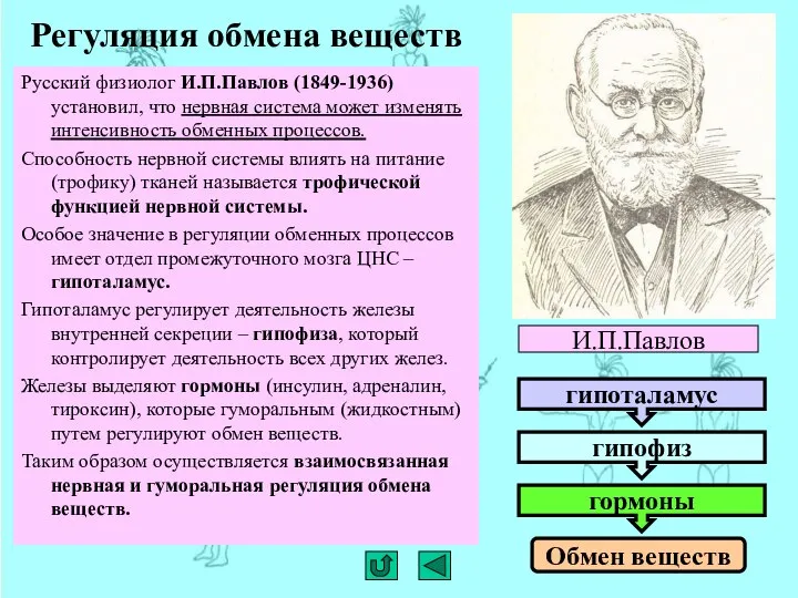 Регуляция обмена веществ Русский физиолог И.П.Павлов (1849-1936) установил, что нервная система