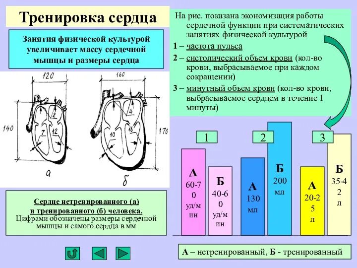 Тренировка сердца На рис. показана экономизация работы сердечной функции при систематических