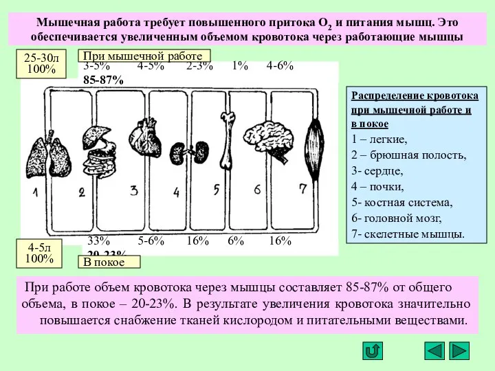 Мышечная работа требует повышенного притока О2 и питания мышц. Это обеспечивается