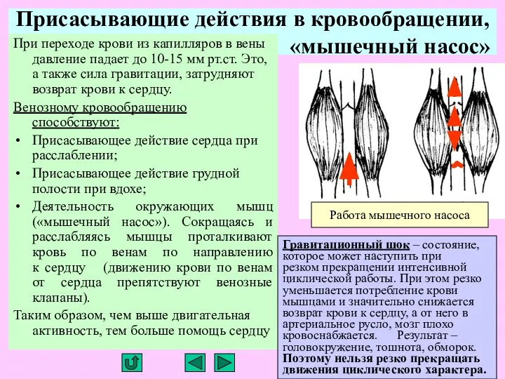 Присасывающие действия в кровообращении, «мышечный насос» При переходе крови из капилляров