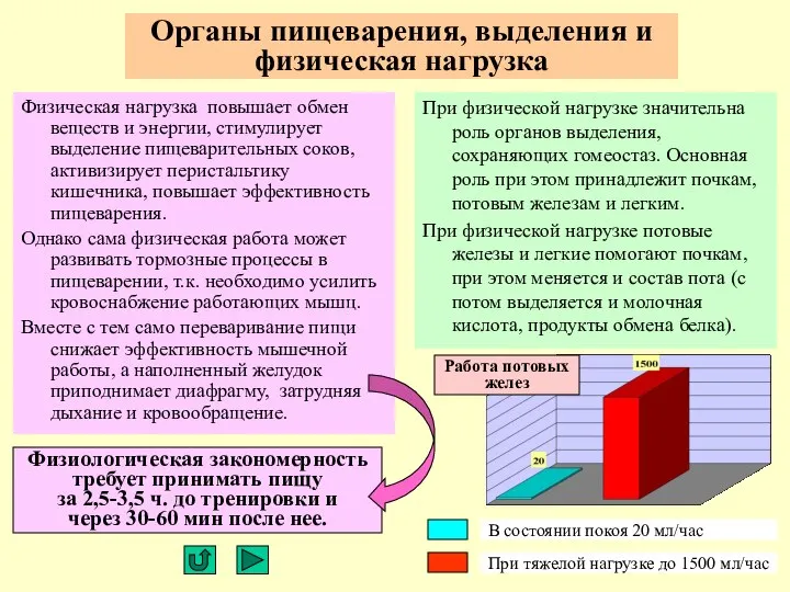 Органы пищеварения, выделения и физическая нагрузка Физическая нагрузка повышает обмен веществ