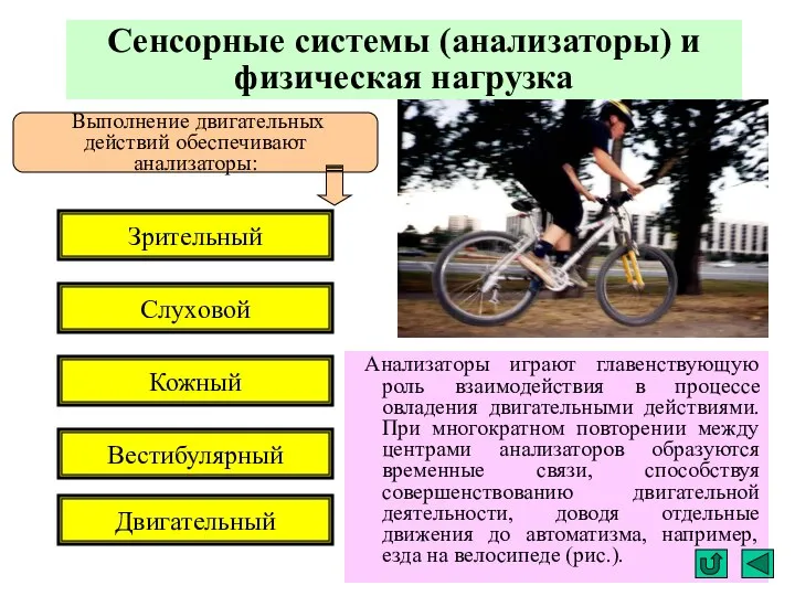 Сенсорные системы (анализаторы) и физическая нагрузка Анализаторы играют главенствующую роль взаимодействия