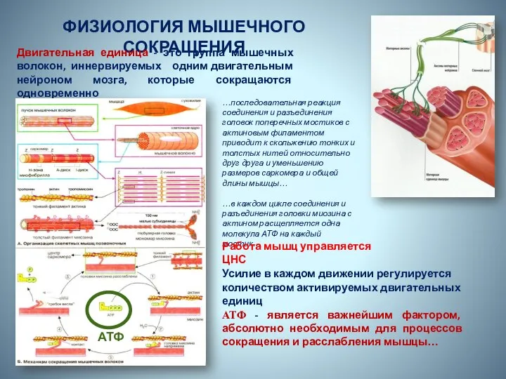 ФИЗИОЛОГИЯ МЫШЕЧНОГО СОКРАЩЕНИЯ …последовательная реакция соединения и разъединения головок поперечных мостиков