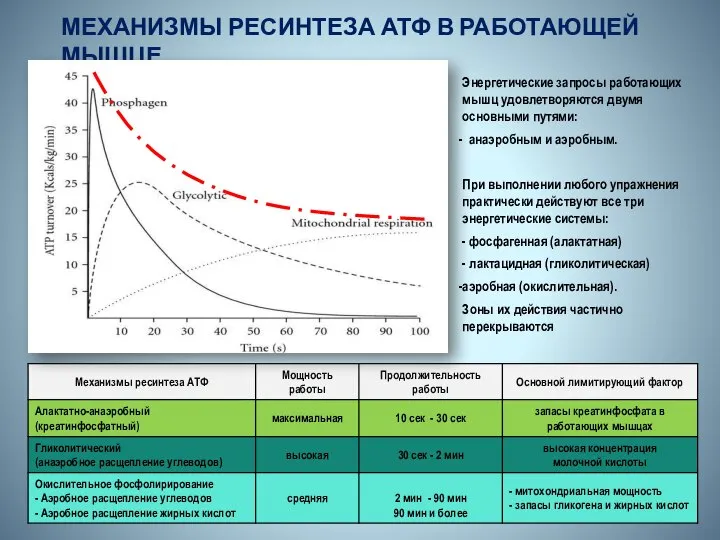 МЕХАНИЗМЫ РЕСИНТЕЗА АТФ В РАБОТАЮЩЕЙ МЫШЦЕ Энергетические запросы работающих мышц удовлетворяются