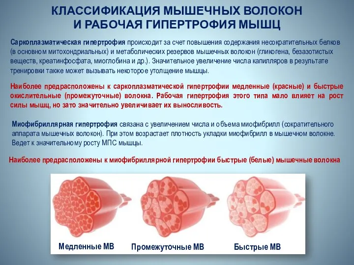 КЛАССИФИКАЦИЯ МЫШЕЧНЫХ ВОЛОКОН И РАБОЧАЯ ГИПЕРТРОФИЯ МЫШЦ Саркоплазматическая гипертрофия происходит за