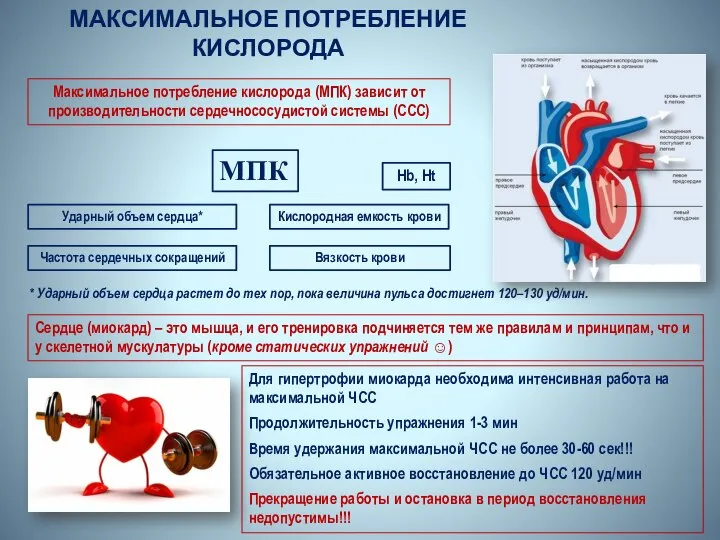 МАКСИМАЛЬНОЕ ПОТРЕБЛЕНИЕ КИСЛОРОДА Максимальное потребление кислорода (МПК) зависит от производительности сердечнососудистой