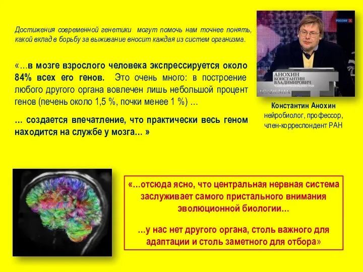 «…в мозге взрослого человека экспрессируется около 84% всех его генов. Это