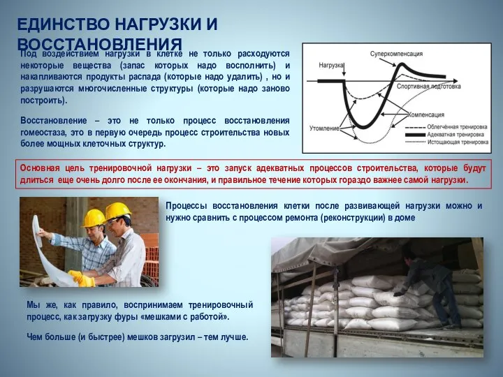 ЕДИНСТВО НАГРУЗКИ И ВОССТАНОВЛЕНИЯ Под воздействием нагрузки в клетке не только