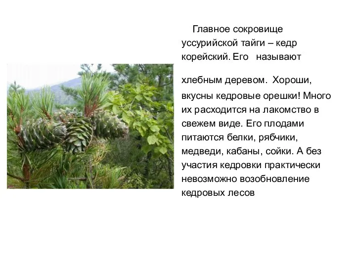 Главное сокровище уссурийской тайги – кедр корейский. Его называют хлебным деревом.