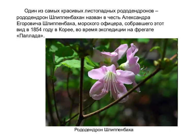 Один из самых красивых листопадных рододендронов – рододендрон Шлиппенбахан назван в