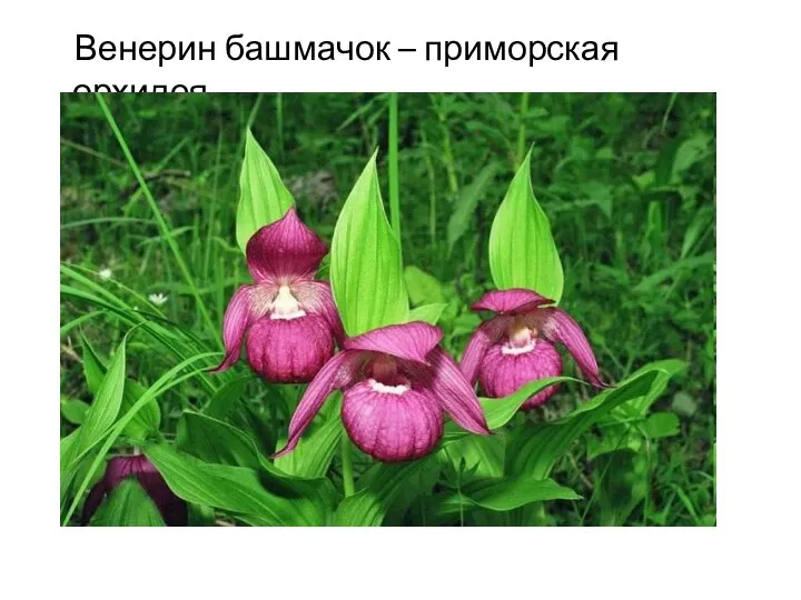 Венерин башмачок – приморская орхидея