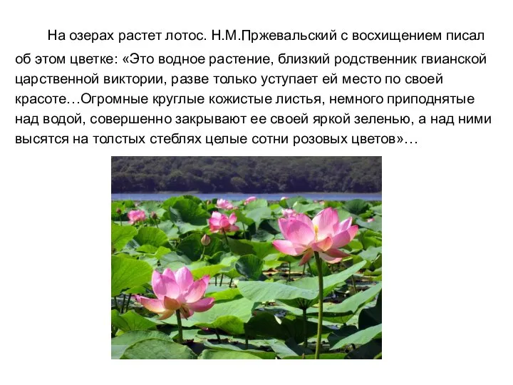На озерах растет лотос. Н.М.Пржевальский с восхищением писал об этом цветке: