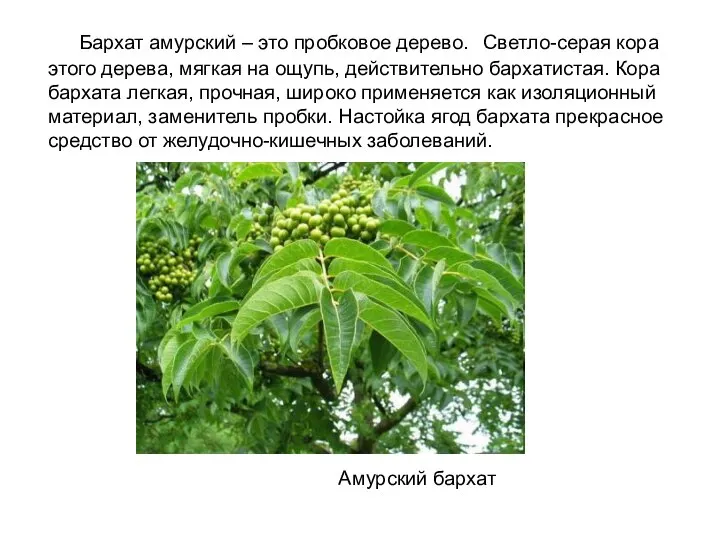 Бархат амурский – это пробковое дерево. Светло-серая кора этого дерева, мягкая