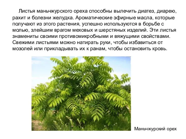 Листья маньчжурского ореха способны вылечить диатез, диарею, рахит и болезни желудка.