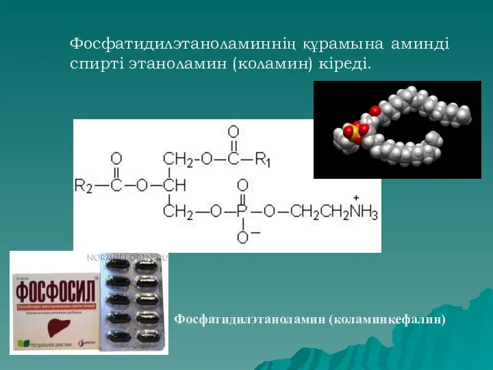 Фосфатидилэтаноламиннің құрамына аминді спирті этаноламин (коламин) кіреді. Фосфатидилэтаноламин (коламинкефалин)