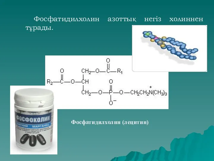 Фосфатидилхолин азоттық негіз холиннен тұрады. Фосфатидилхолин (лецитин)