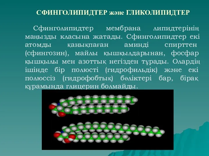 СФИНГОЛИПИДТЕР және ГЛИКОЛИПИДТЕР Сфинголипидтер мембрана липидтерінің маңызды класына жатады. Сфинголипидтер екі