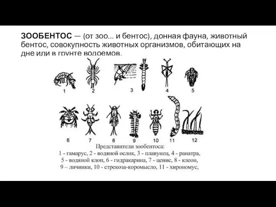 ЗООБЕНТОС — (от зоо... и бентос), донная фауна, животный бентос, совокупность