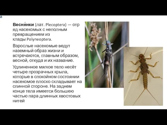 Весня́нки (лат. Plecoptera) — отряд насекомых с неполным превращением из клады