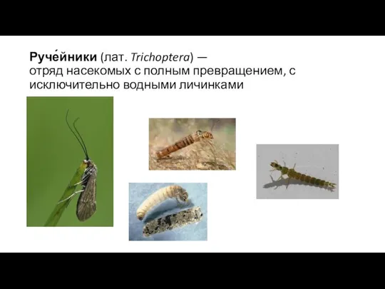 Руче́йники (лат. Trichoptera) — отряд насекомых с полным превращением, с исключительно водными личинками