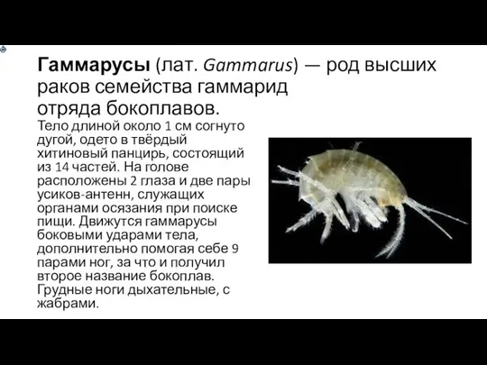 Гаммарусы (лат. Gammarus) — род высших раков семейства гаммарид отряда бокоплавов.