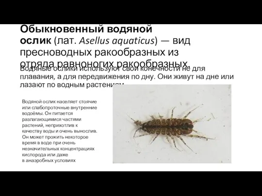 Обыкновенный водяной ослик (лат. Asellus aquaticus) — вид пресноводных ракообразных из