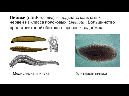 Пия́вки (лат.Hirudinea) — подкласс кольчатых червей из класса поясковых (Clitellata). Большинство