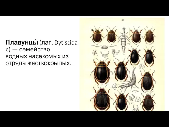 Плавунцы́ (лат. Dytiscidae) — семейство водных насекомых из отряда жесткокрылых.