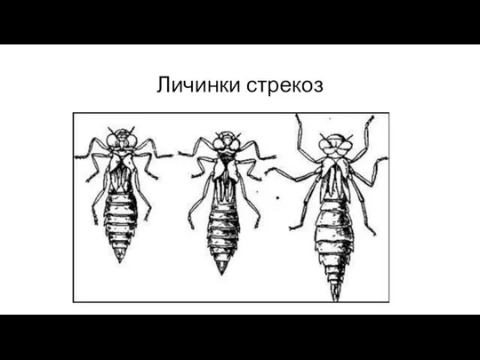 Личинки стрекоз