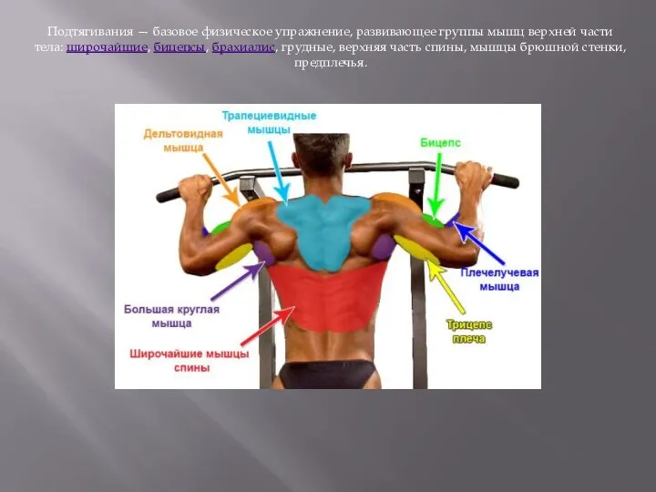 Подтягивания — базовое физическое упражнение, развивающее группы мышц верхней части тела: