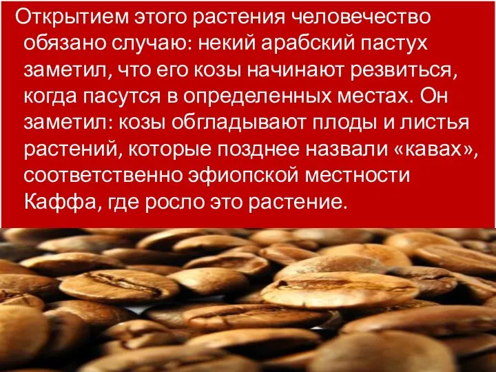 Открытием этого растения человечество обязано случаю: некий арабский пастух заметил, что