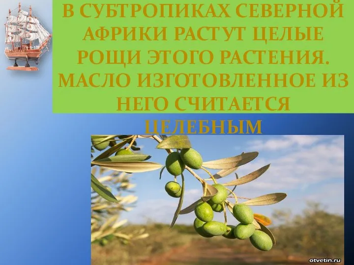 В СУБТРОПИКАХ СЕВЕРНОЙ АФРИКИ РАСТУТ ЦЕЛЫЕ РОЩИ ЭТОГО РАСТЕНИЯ. МАСЛО ИЗГОТОВЛЕННОЕ ИЗ НЕГО СЧИТАЕТСЯ ЦЕЛЕБНЫМ