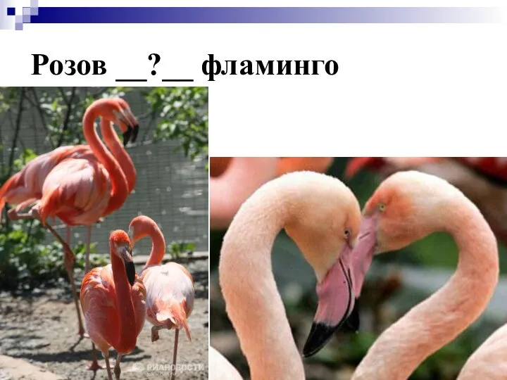 Розов __?__ фламинго