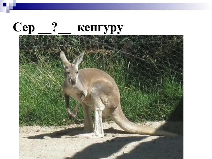 Сер __?__ кенгуру