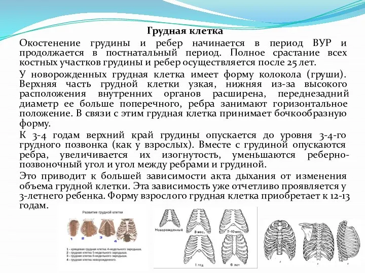 Грудная клетка Окостенение грудины и ребер начинается в период ВУР и