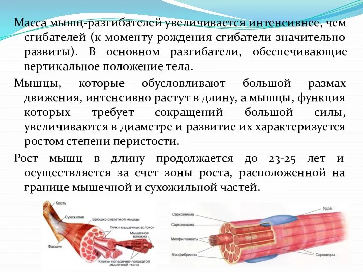 Масса мышц-разгибателей увеличивается интенсивнее, чем сгибателей (к моменту рождения сгибатели значительно