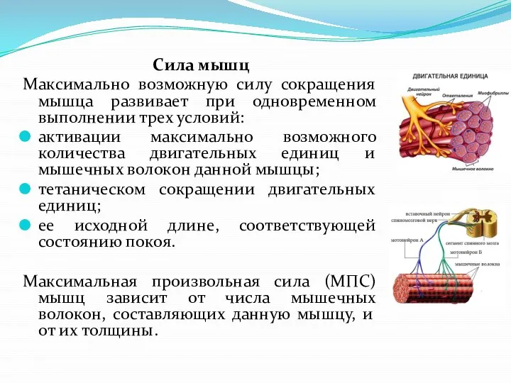 Сила мышц Максимально возможную силу сокращения мышца развивает при одновременном выполнении