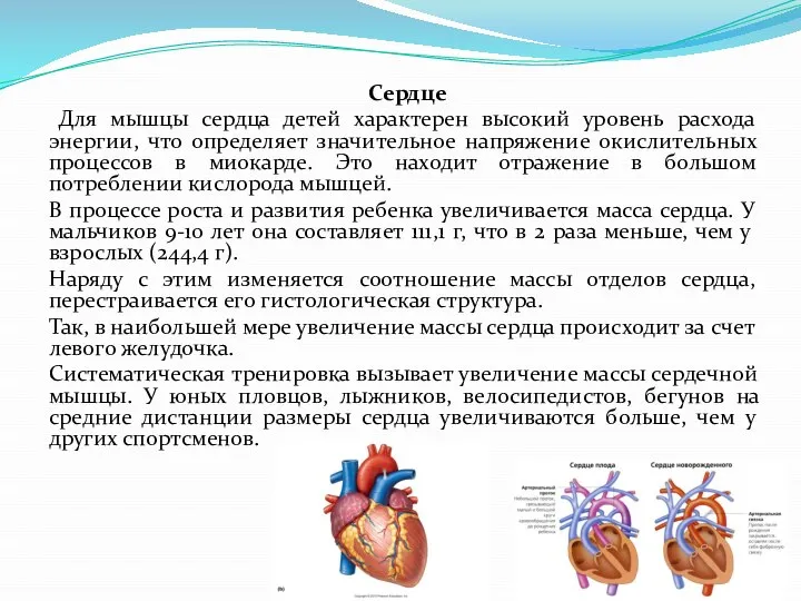 Сердце Для мышцы сердца детей характерен высокий уровень расхода энергии, что