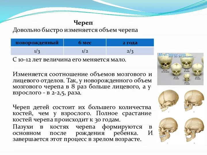 Череп Довольно быстро изменяется объем черепа С 10-12 лет величина его