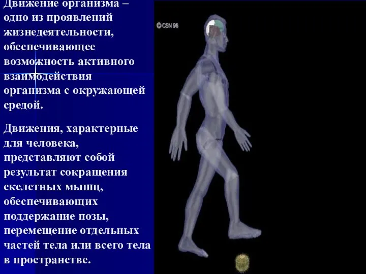 Движение организма – одно из проявлений жизнедеятельности, обеспечивающее возможность активного взаимодействия