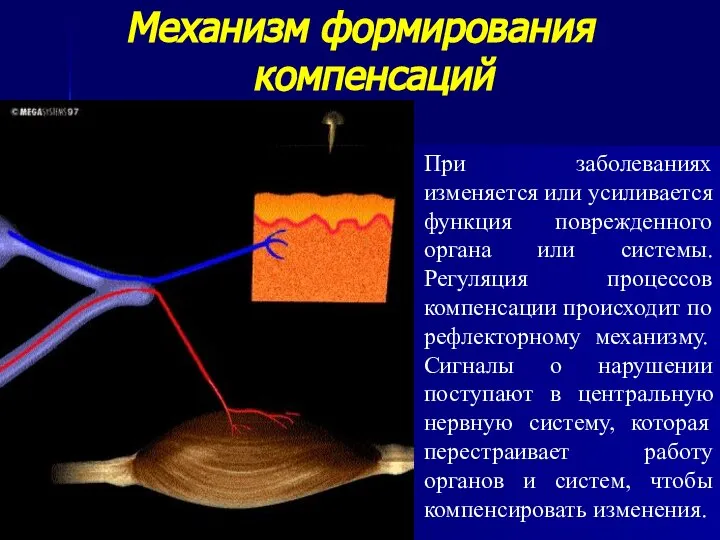 Механизм формирования компенсаций При заболеваниях изменяется или усиливается функция поврежденного органа