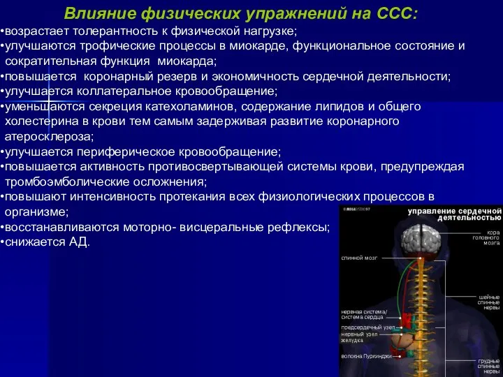 Влияние физических упражнений на ССС: возрастает толерантность к физической нагрузке; улучшаются