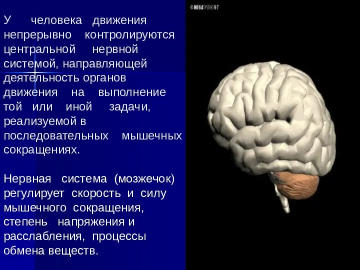 У человека движения непрерывно контролируются центральной нервной системой, направляющей деятельность органов