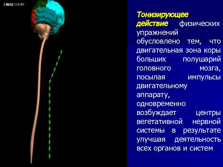 Тонизирующее действие физических упражнений обусловлено тем, что двигательная зона коры больших