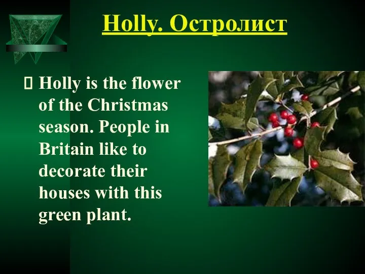 Holly. Остролист Holly is the flower of the Christmas season. People
