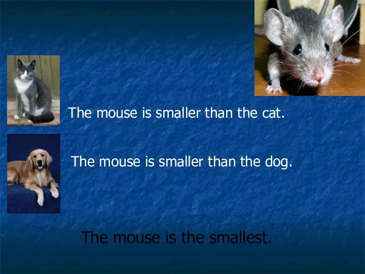 The mouse is smaller than the cat. The mouse is smaller