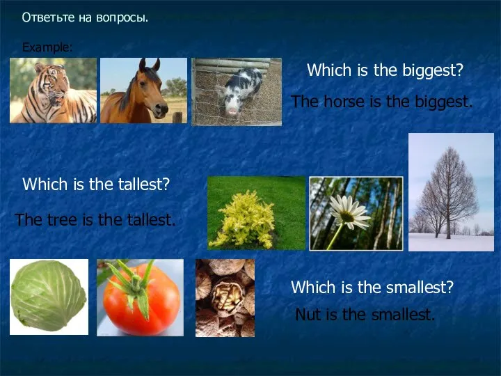 Ответьте на вопросы. Example: Which is the biggest? The horse is