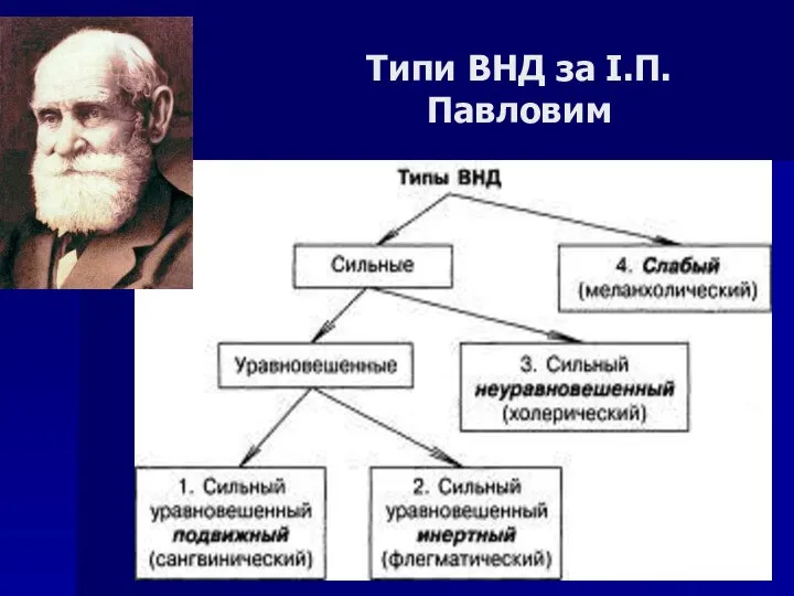 Типи ВНД за І.П.Павловим