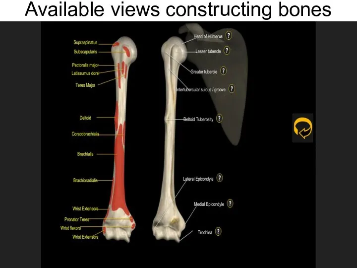 Available views constructing bones