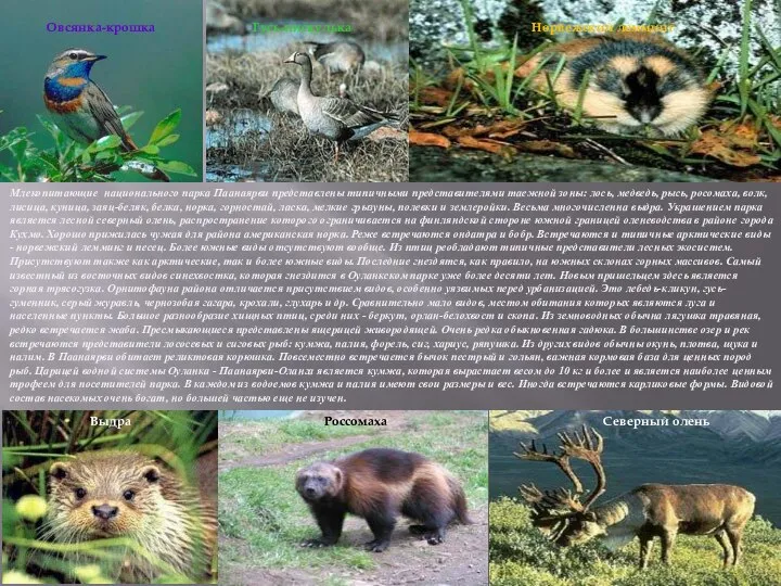 Млекопитающие национального парка Паанаярви представлены типичными представителями таежной зоны: лось, медведь,